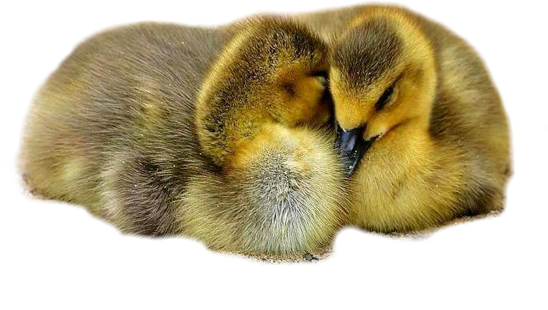 #duck #ducks #duckling #ducklings #babyducks #babyduck - Mallard (774x439), Png Download