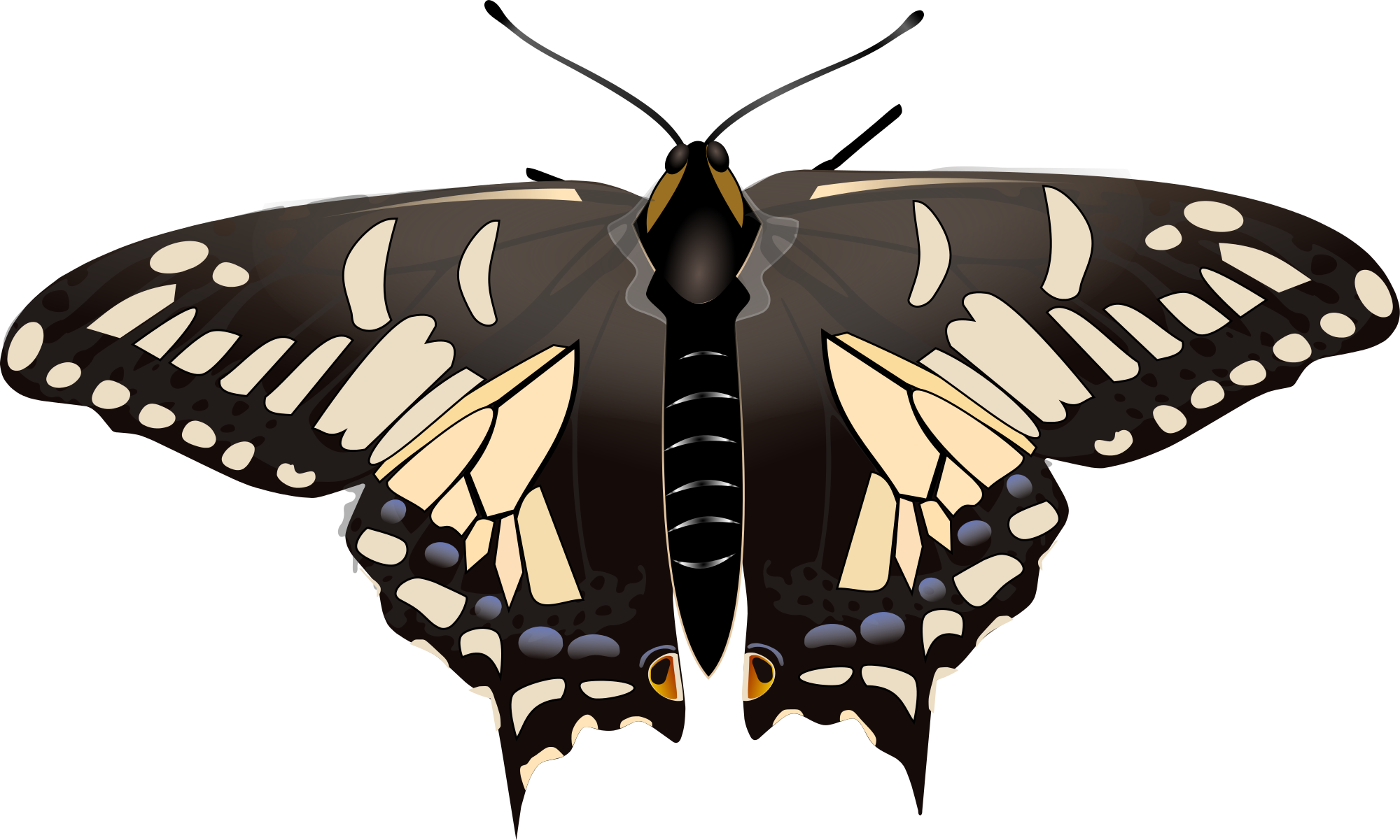 File - Anise Swallowtail - Svg - Wikimedia Commons - Swallowtails (2000x1201), Png Download