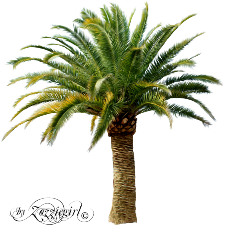 Palm Tree Png, Palm Trees, Oasis, Cactus Plants, Pineapple, - Small Palm Tree Png (894x894), Png Download