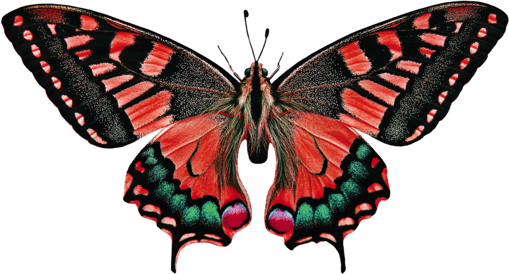 Nanoarchitectures For Air Purification / Technologies - Butterfly Baby Name (1024x605), Png Download