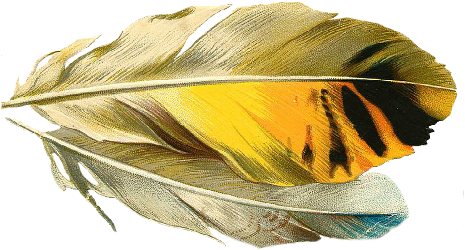 Feather, Quill, Old - Quill (960x562), Png Download