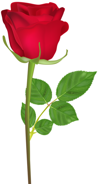 Cartas, Fondos De Pantalla, Papel, Rosas, Hermosa, - Happy Birthday Roses Gif (321x600), Png Download