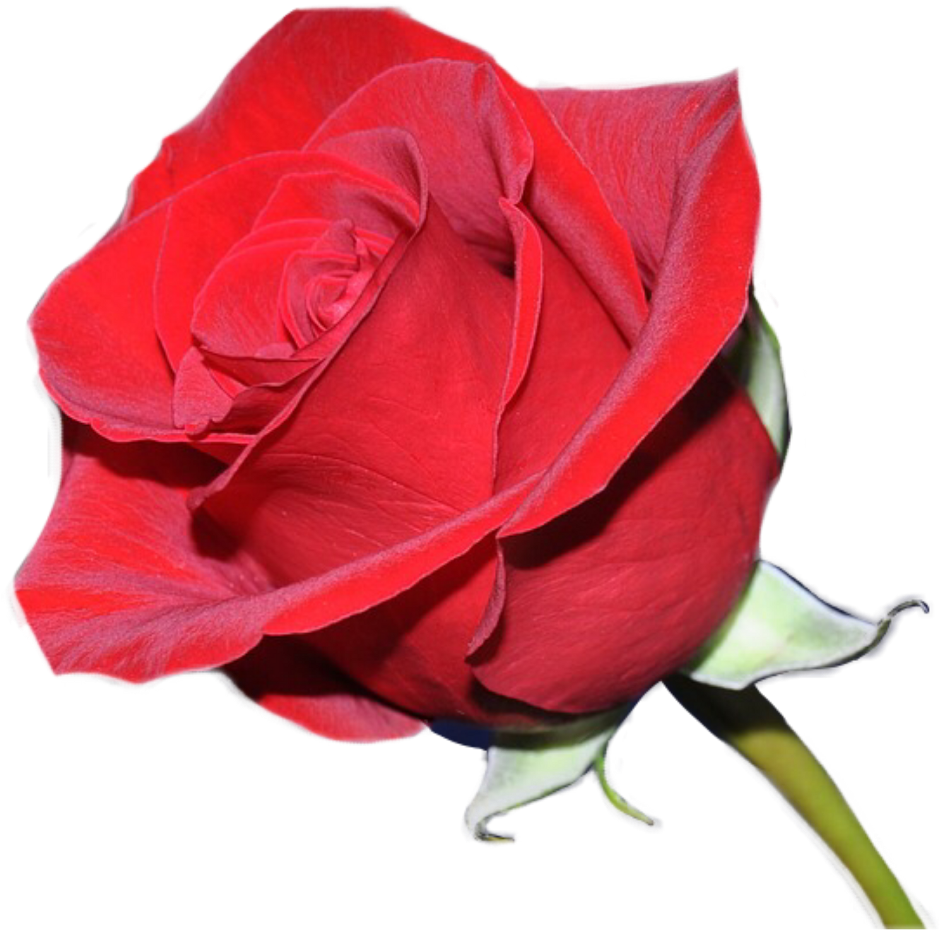 Ordo Amoris (1024x1024), Png Download