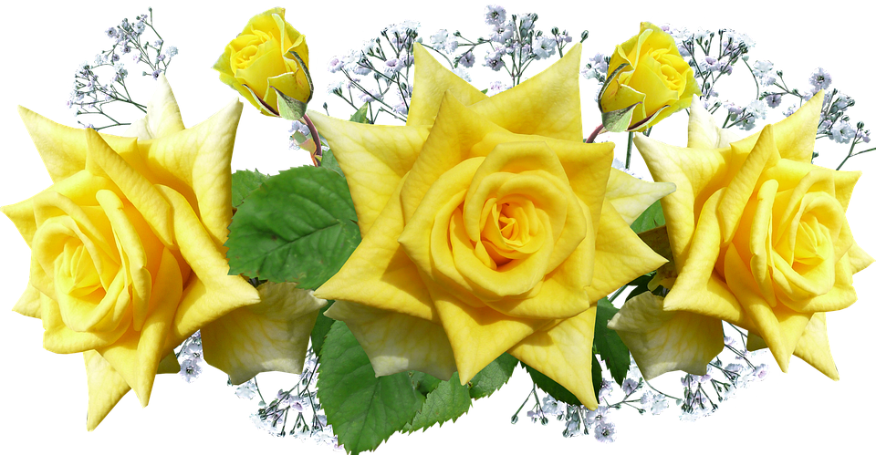 *ver Y Descargar 25 Rosas Rojas Rosadas Coloridas Hd - Flores Rosas Amarelas Png (960x499), Png Download