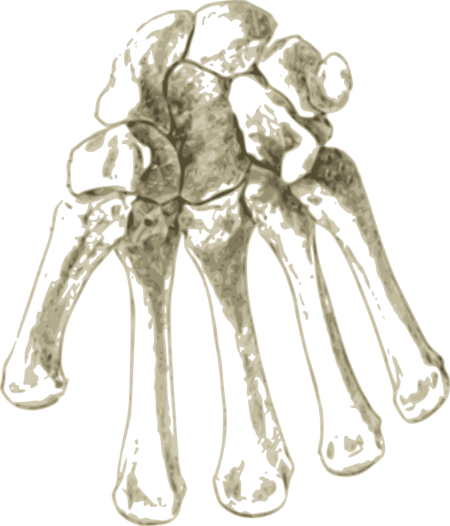 Hand Bone Pelvis Human Body Blood Vessel - Bone (643x750), Png Download