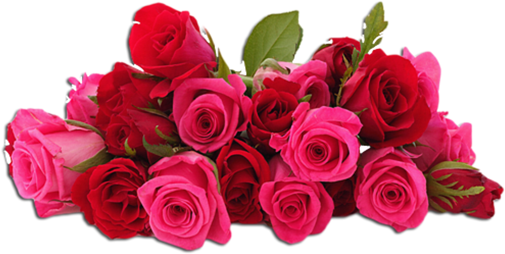 Flowers Flores Pink Red Roses Rosas Rojas Valentinesday (1024x1024), Png Download
