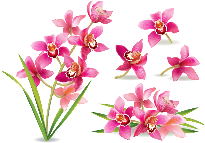 Elementos Ornamentales De Pequeñas Flores Rojas - 兰花 卡通 (1024x885), Png Download