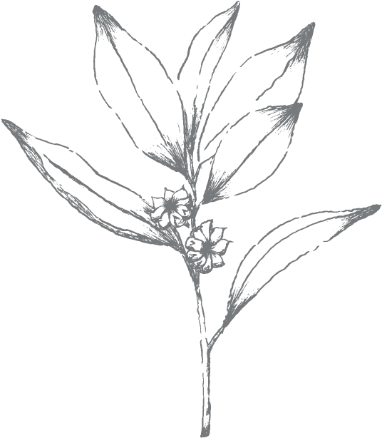 Star Anise - Sketch (721x721), Png Download