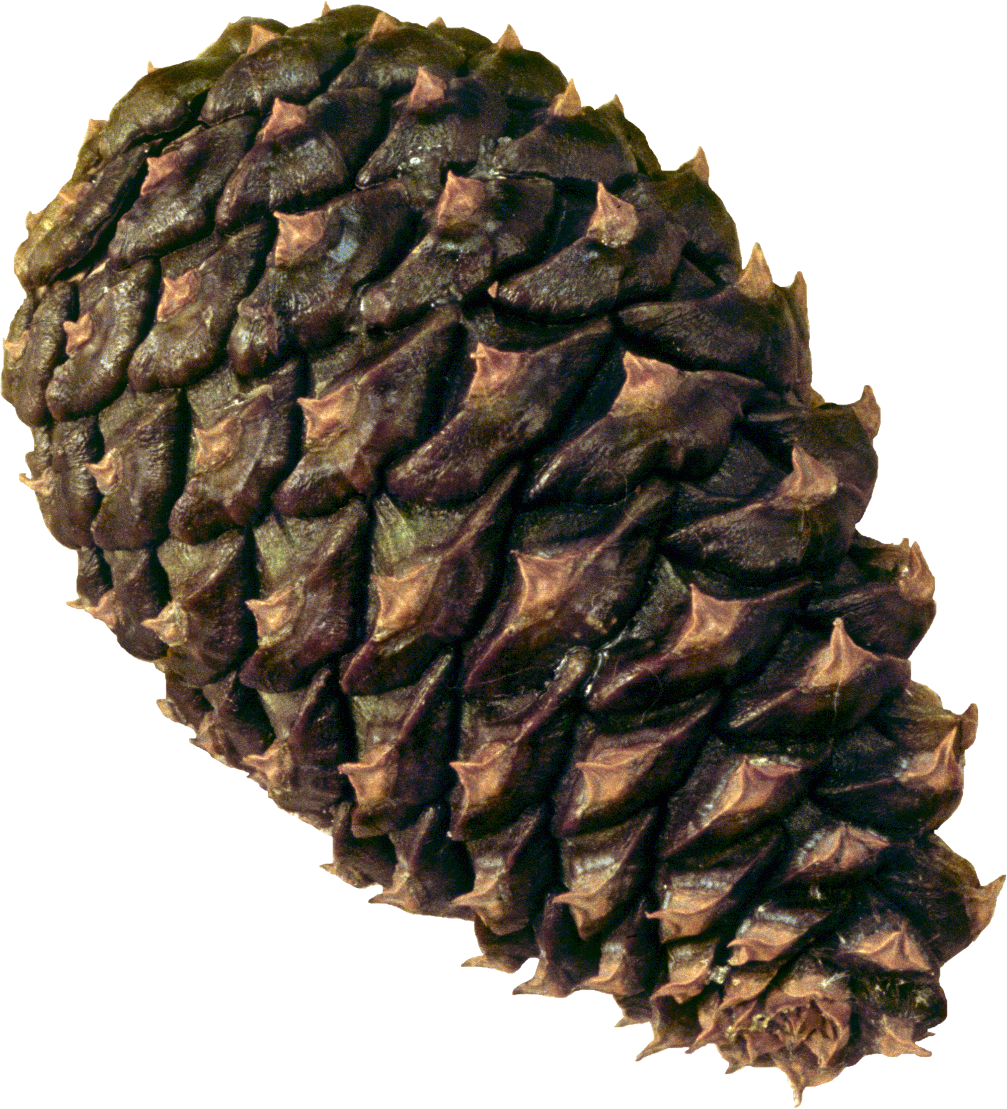 Png Pine Cone (2027x2232), Png Download