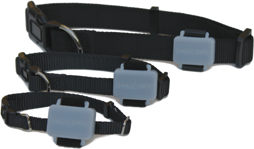 Peppypets Tag On Dog Collar - Portable Network Graphics (1000x667), Png Download