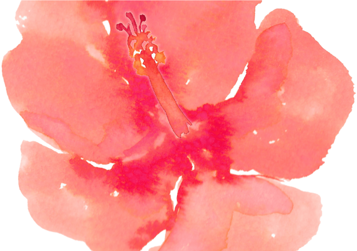 19 Peaches Banner Free Download Watercolor Huge Freebie - Hibiscus Watercolor Clipart (1368x855), Png Download