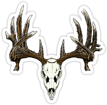 "whitetail Deer Skull " Stickers By Saltypro - Deer Skull Drawing (375x360), Png Download