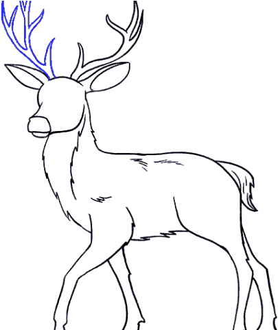 Drawn Deer Male Deer - Reindeer (640x480), Png Download