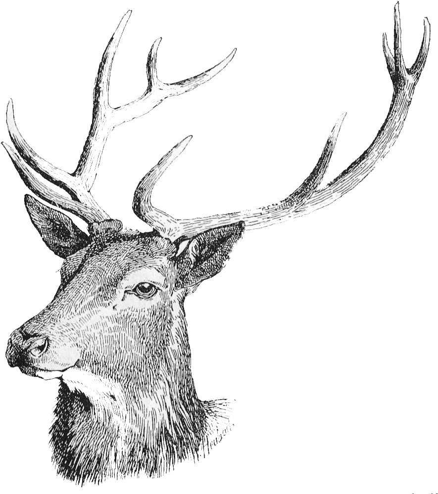 Transparent White Tailed Reindeer Clip Art Free Graphic - Deer Head Transparent Background (920x1030), Png Download