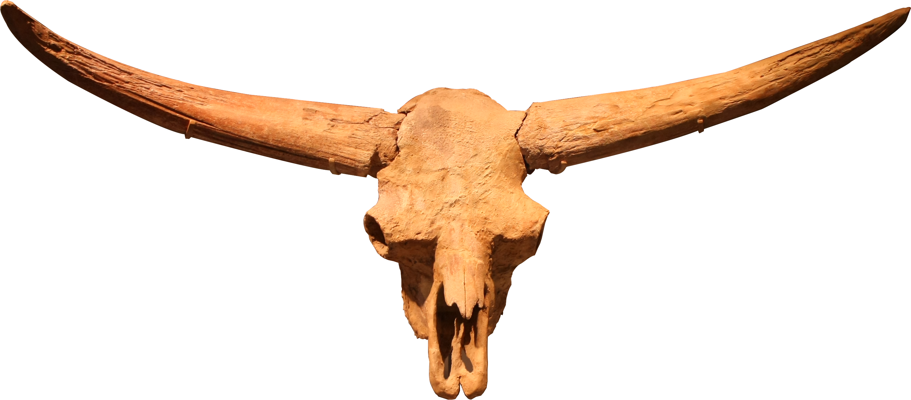 Bison Latifrons Skull, North Dakota, Ice Age, Jessica - Bison Latifrons Skull (2937x1289), Png Download