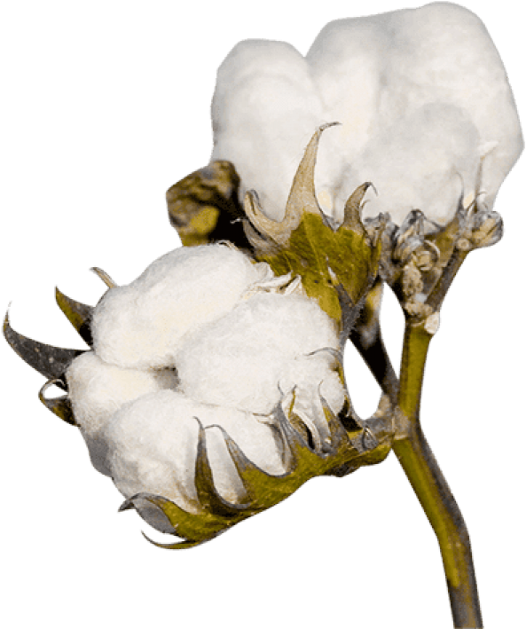 Free Png Cotton Plant Png Images Transparent - Cotton Png (850x840), Png Download