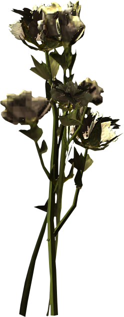 Tundra Cotton - Algodão De Tundra Skyrim (248x634), Png Download