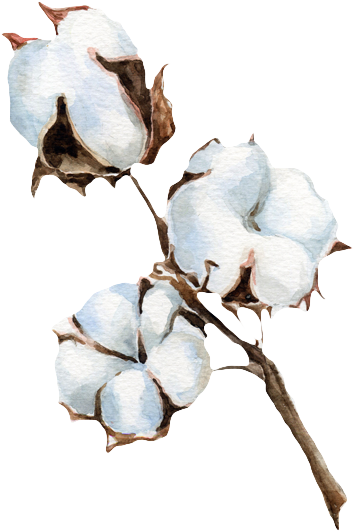 Cotton Png Background Image - Watercolor Painting (591x591), Png Download