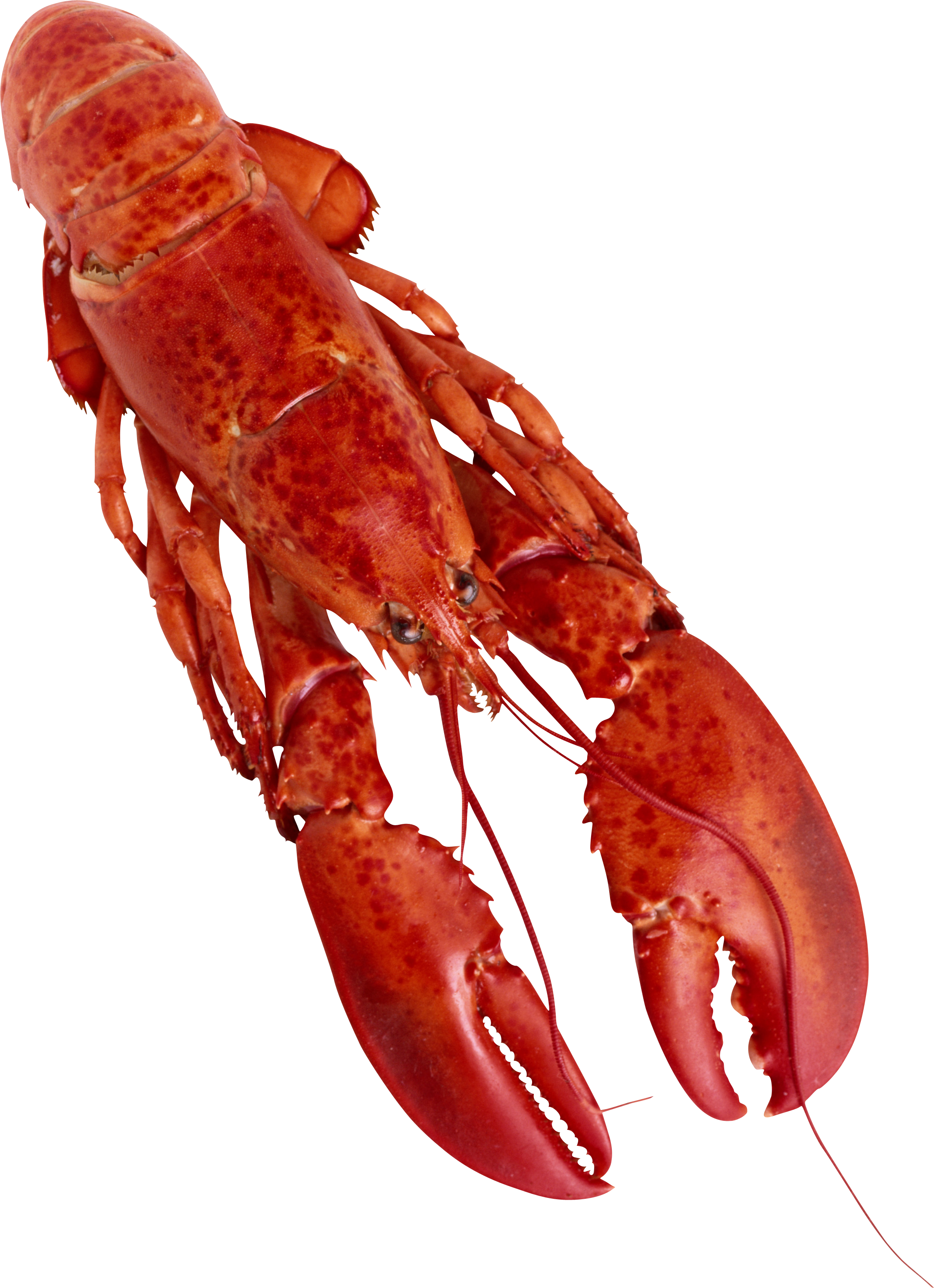 Lobster Png (2168x2989), Png Download