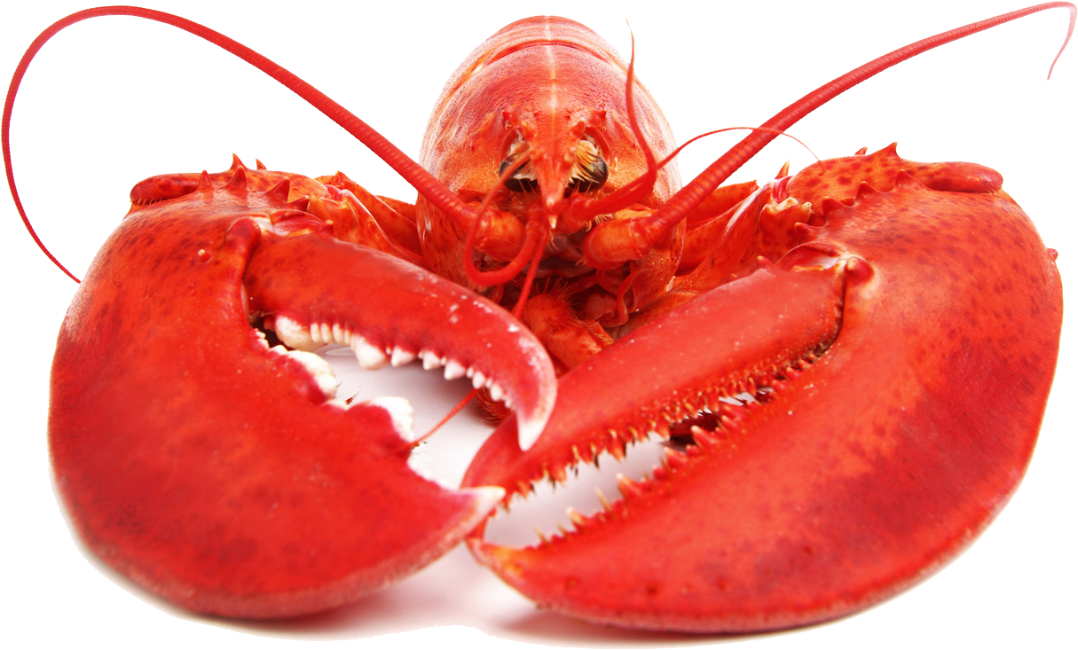 Lobster Png Free Download - Lobster Marijuana (1024x687), Png Download
