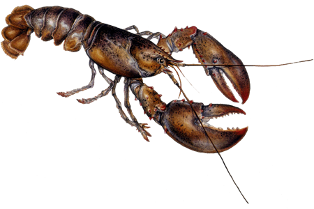 Lobster Png Picture - Prongs Hat, Adult Unisex, White And Black, One Size (450x300), Png Download