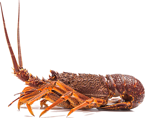 Similar Png's - - Australian Crayfish (490x400), Png Download