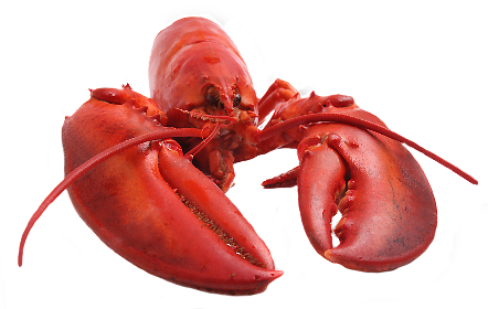 Lobster - Transparent Lobster (442x280), Png Download