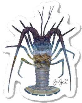 Lobster March Sticker - Lobster March Performance Long Sleeve (347x360), Png Download