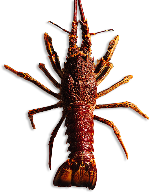 Watch Our Videos To Learn More About The Rock Lobster - American Lobster (515x669), Png Download