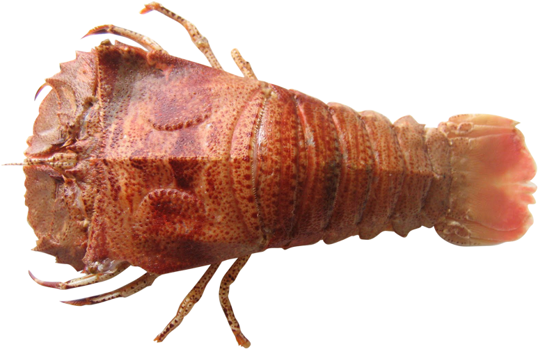 Moreton Bay Bugs In Melbourne - Moreton Bugs (800x600), Png Download