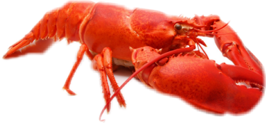 Рак Freetoedit - Cooked Red Lobster (519x240), Png Download