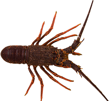 Southern Rock Lobster Jasus Edwardsii - Spiny Lobster (500x333), Png Download