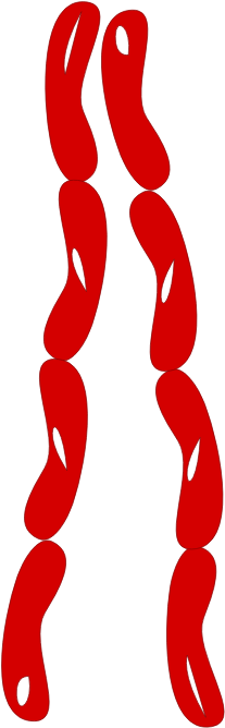 Simple String Sausages Clipart - Sausage Links Clip Art (355x738), Png Download