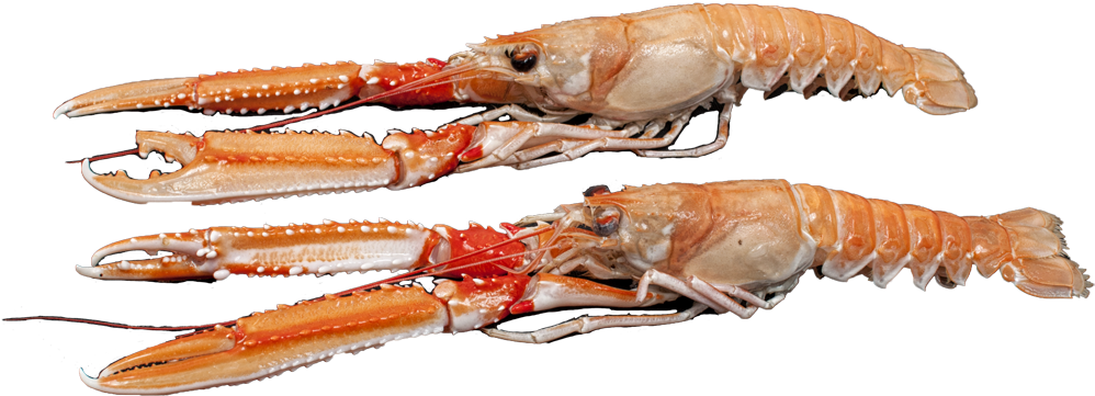 American Lobster (1280x850), Png Download