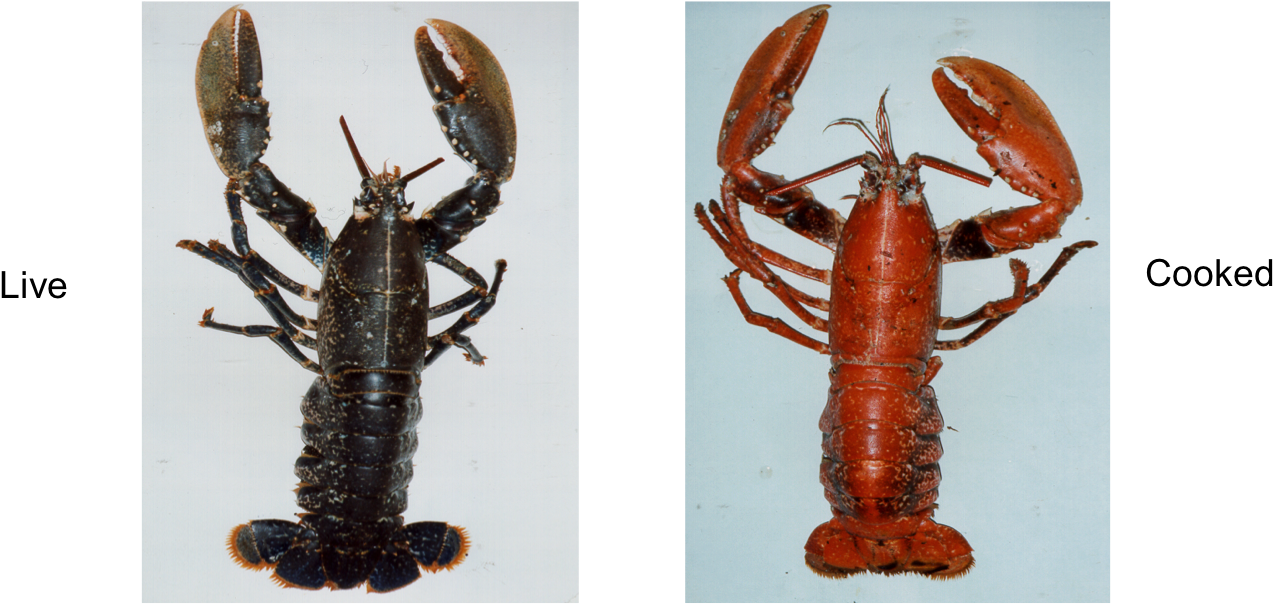 Lobster - Colour Are Lobsters Before They Are Cooked (1333x604), Png Download