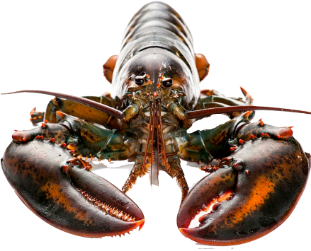 Canadian Lobster - Tipos De Langosta Y Sus Nombres (450x450), Png Download