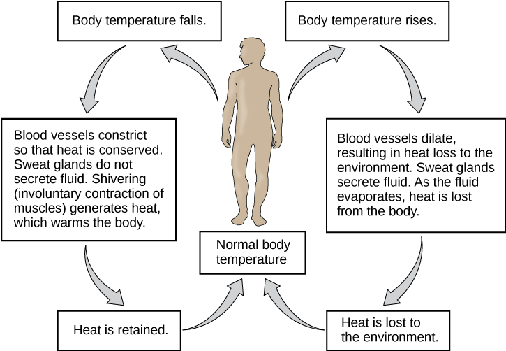 Flow Chart Shows How Normal Body Temperature Is Maintained - Homeostasis Body Temperature (724x509), Png Download