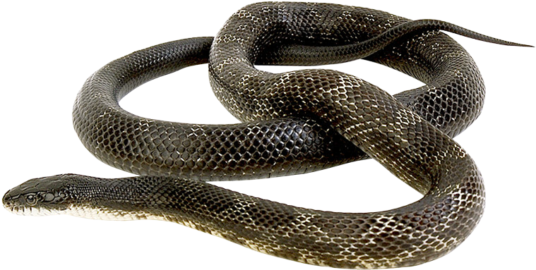 Snakes (1000x1000), Png Download