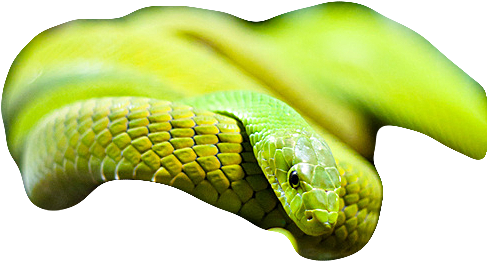 Green Green Snake Png Snake Soso Phist Soso-phist Sosophist - Western Green Mamba (498x750), Png Download
