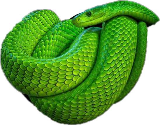 #snakes#sticker #snake #green - Poisonous Green Snake (549x431), Png Download