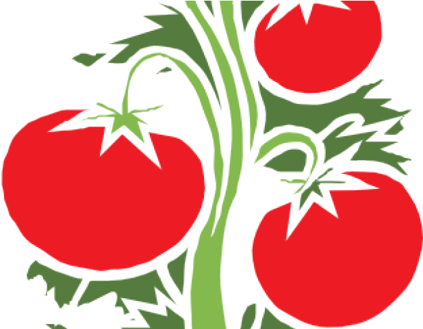 Tomato Clipart Vegetable Planting - Tomato Plant Clipart Transparent Background (640x480), Png Download
