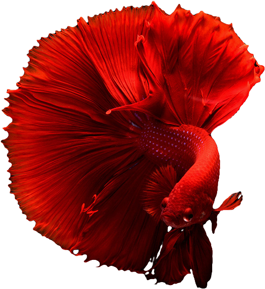 Develop Betta Fish 4k Full Size Png Download Seekpng