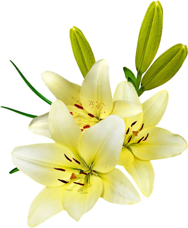 Easter Lilies - Tiger Lily (644x768), Png Download