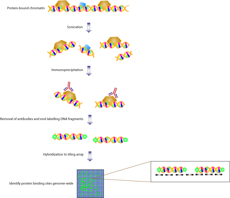 Chromatin Fig 2 - Chromatin Immunoprecipitation (823x722), Png Download