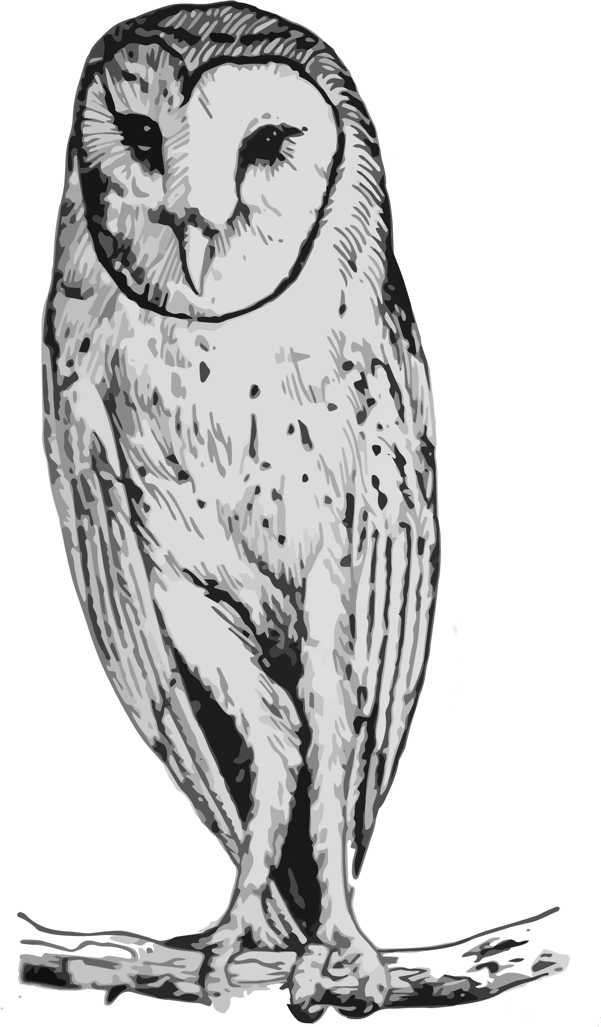 Barn Drawing Nature - Snowy Owl (1374x2242), Png Download