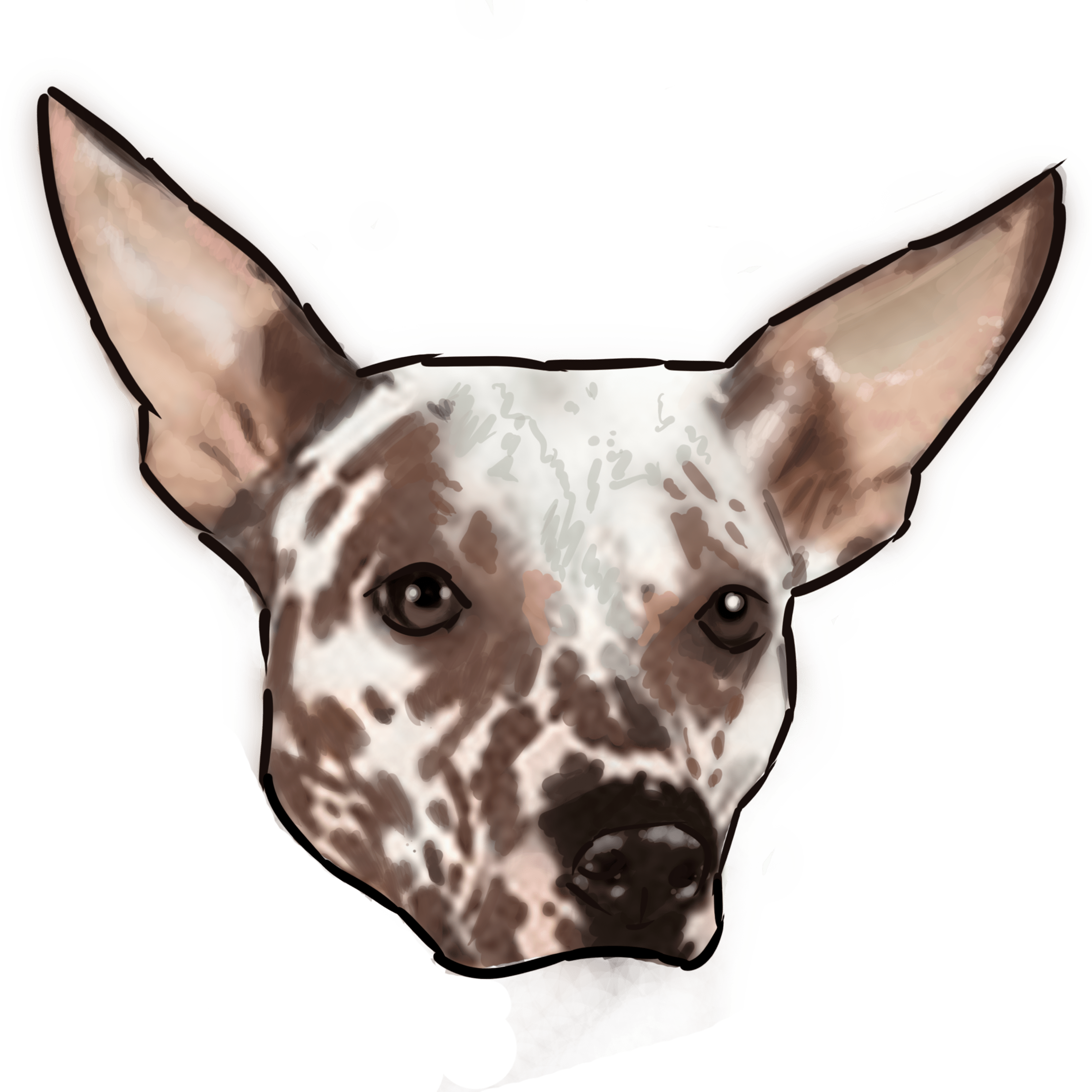 Bernard - Cute Hair Peruvian Inca Orchid (3000x3000), Png Download