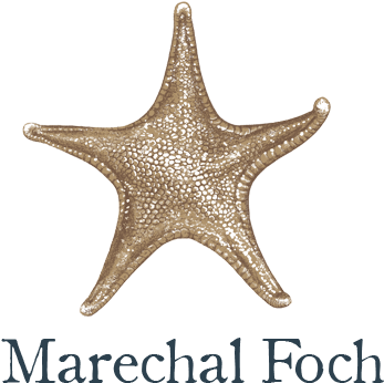 Echinoderm (1080x376), Png Download
