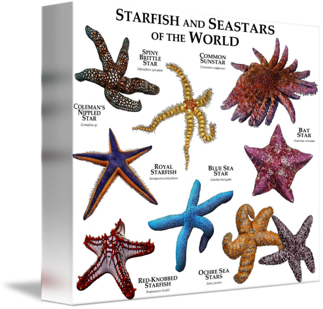 Drawing Starfish Artistic - Starfish Of The World (650x621), Png Download