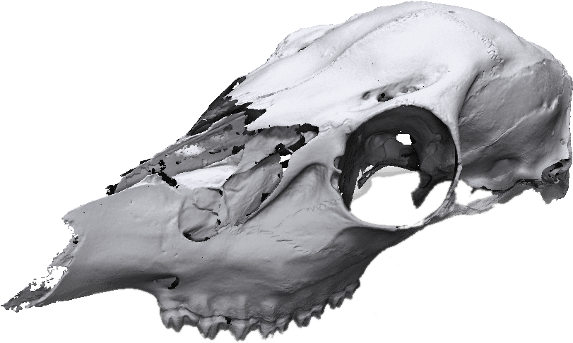 Animal Skull - Skull (1000x700), Png Download