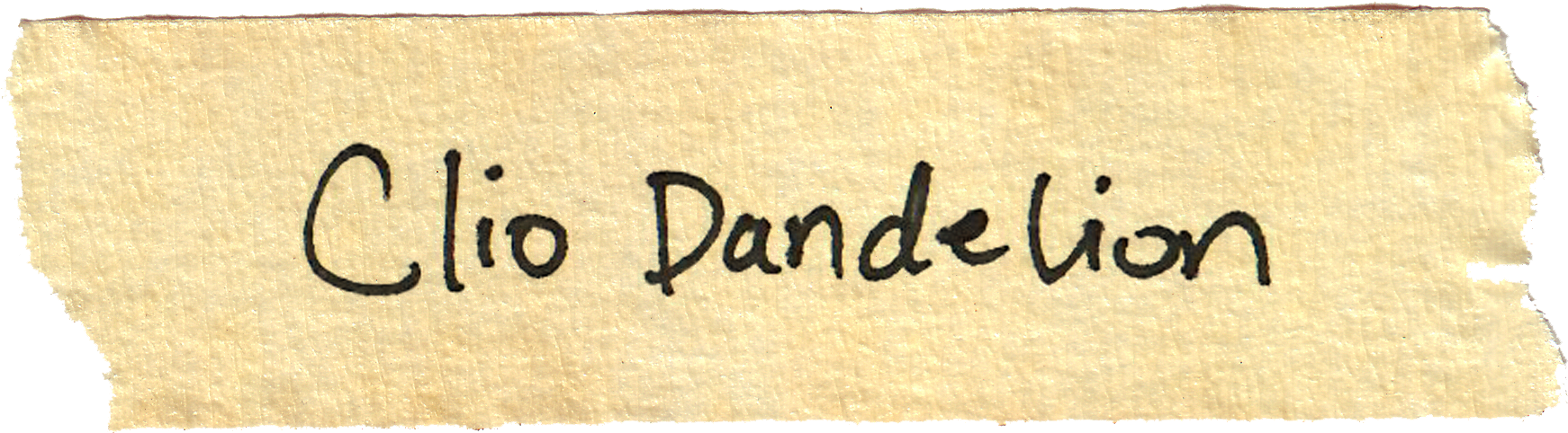 Cichorium Intybus - Calligraphy (1773x493), Png Download